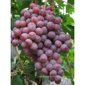 China red grape red globe yunnan grape fresh fruit exporter